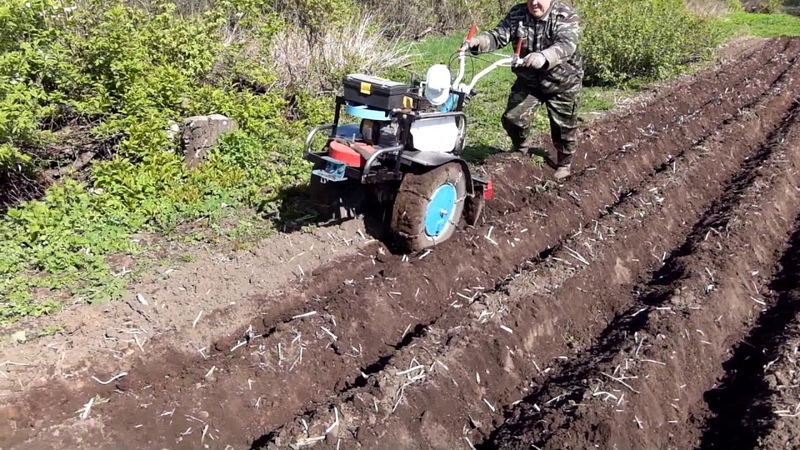 Technologie des Pflanzens von Kartoffeln mit einem handgeführten Traktor