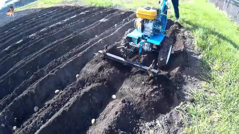 Technologie des Pflanzens von Kartoffeln mit einem handgeführten Traktor