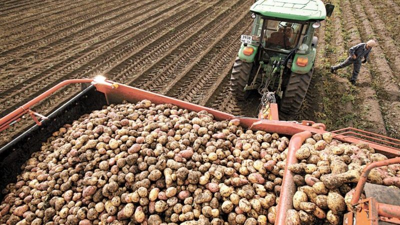 Die weltweit führenden Länder bei der Kartoffelernte