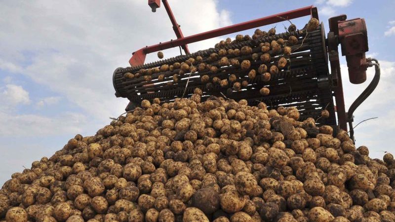 Die weltweit führenden Länder bei der Kartoffelernte