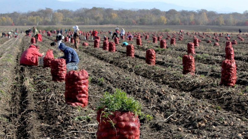 Die weltweit führenden Länder bei der Kartoffelernte