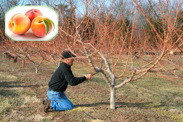 Welche Pfirsichpflege wird im Herbst benötigt, um sich auf die Kälte vorzubereiten