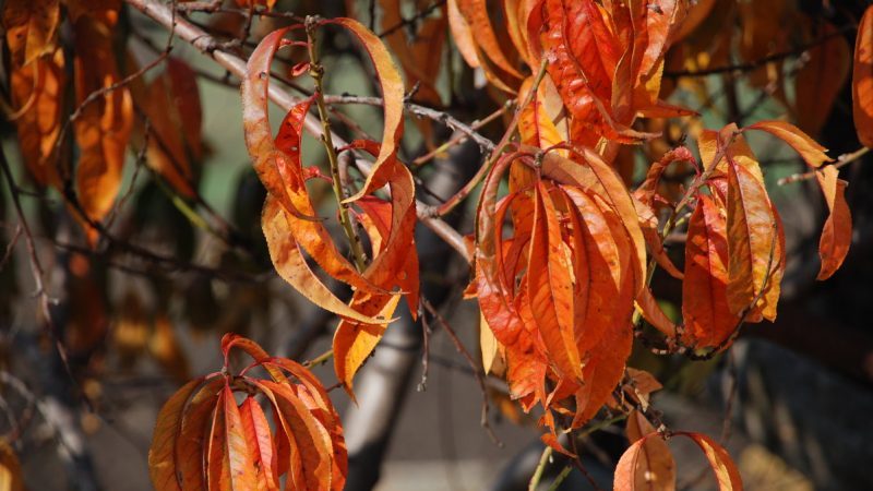 Welche Pfirsichpflege wird im Herbst benötigt, um sich auf die Kälte vorzubereiten