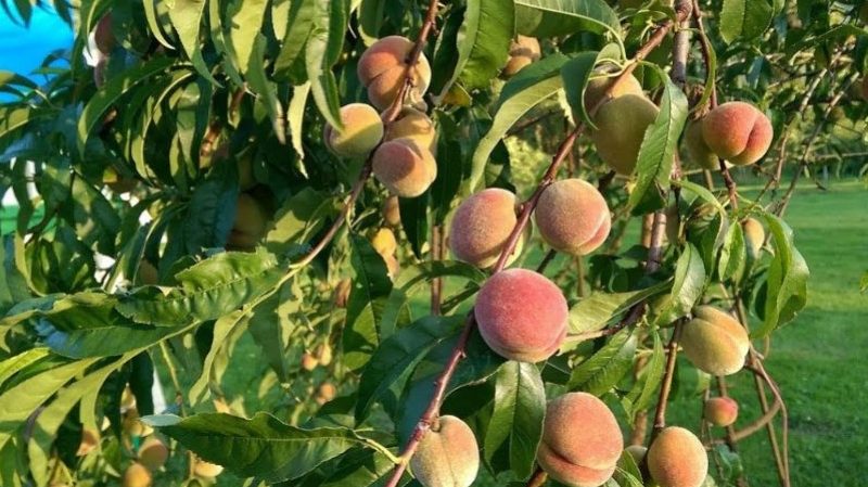 Welche Pfirsichpflege wird im Herbst benötigt, um sich auf die Kälte vorzubereiten