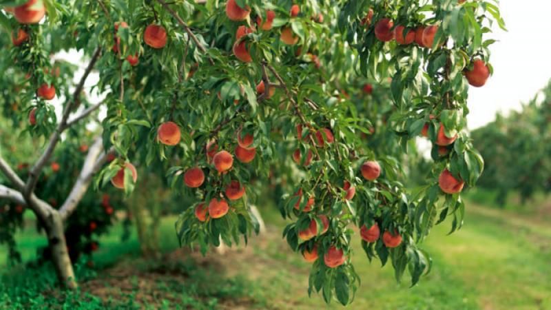 Welche Pfirsichpflege wird im Herbst benötigt, um sich auf die Kälte vorzubereiten