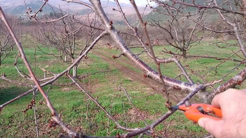 Was die Kirschpflege im Herbst beinhalten sollte: ein Leitfaden von erfahrenen Gärtnern