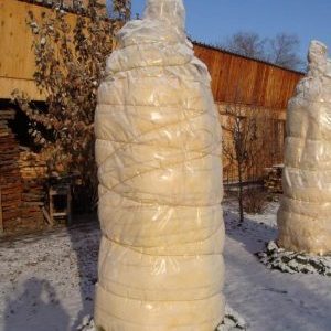 Wie man eine Aprikose für den Winter richtig bedeckt und einen Baum für kaltes Wetter vorbereitet