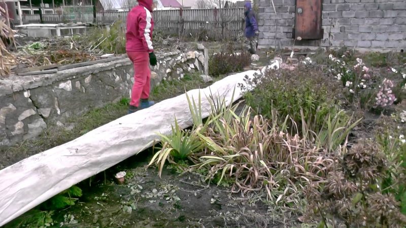 Merkmale wärmender Trauben in Sibirien: Wie man den Winter richtig abdeckt