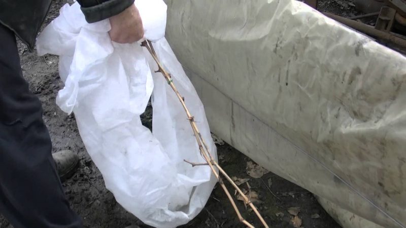 Merkmale wärmender Trauben in Sibirien: Wie man den Winter richtig abdeckt