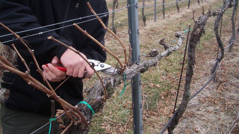 Merkmale wärmender Trauben in Sibirien: Wie man den Winter richtig abdeckt