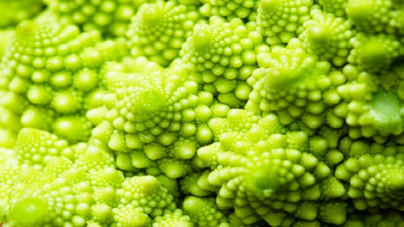 Warum ist Romanesco-Kohl nützlich, wie er auf dem Foto aussieht, ist es schwierig, ihn anzubauen und wie man ihn kocht?