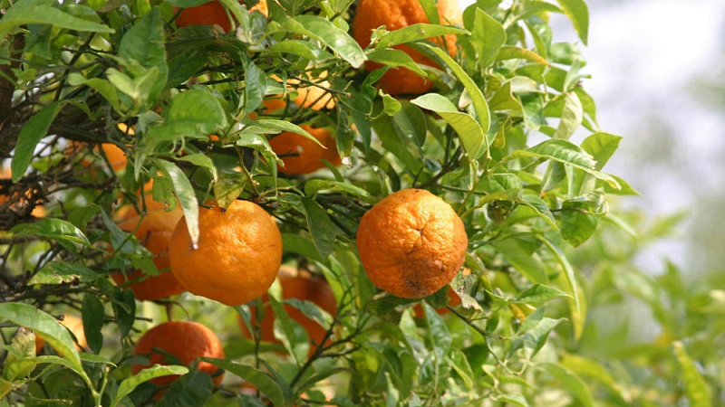 Warum Bitterorange nützlich ist und wie sie verwendet wird