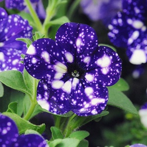 Vegetative Petunie Sternenhimmel mit erstaunlich aussehenden Blumen