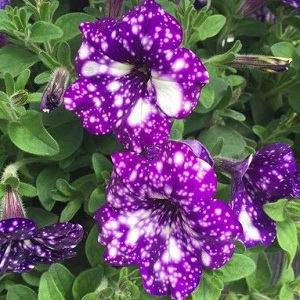 Vegetative Petunie Sternenhimmel mit erstaunlich aussehenden Blumen