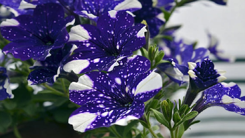 Vegetative Petunie Sternenhimmel mit erstaunlich aussehenden Blumen