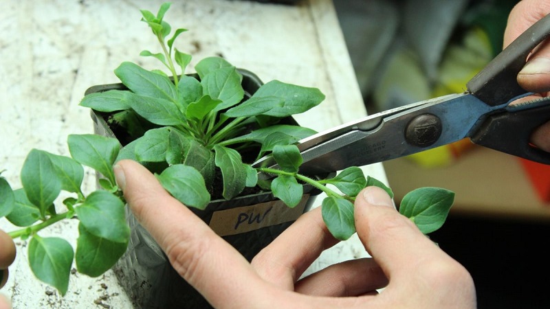 Vegetative Petunie Sternenhimmel mit erstaunlich aussehenden Blumen