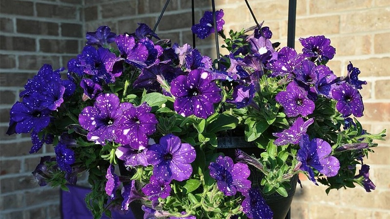 Vegetative Petunie Sternenhimmel mit erstaunlich aussehenden Blumen