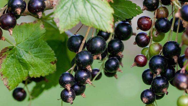 Wie man weiße Blüten auf Johannisbeerblättern verarbeitet: Chemikalien und Volksheilmittel