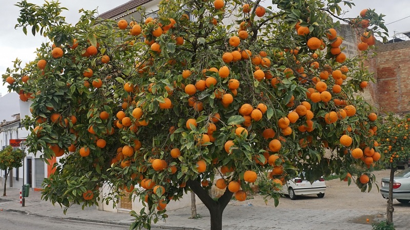 What is an orange tree and how does it bloom