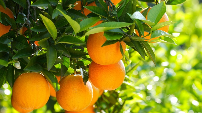 What is an orange tree and how does it bloom