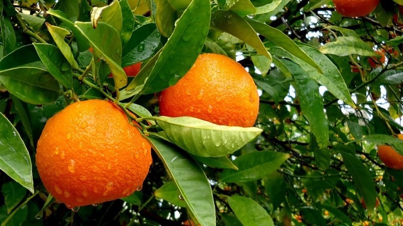 What is an orange tree and how does it bloom