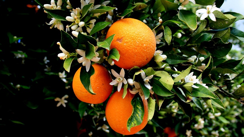 What is an orange tree and how does it bloom