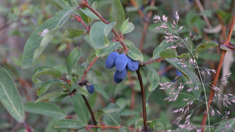 Was ist wildes Geißblatt, wo wächst es und wofür wird es verwendet?