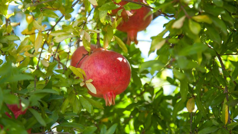 Was ist Granatapfel, ist es Zitrus oder nicht?