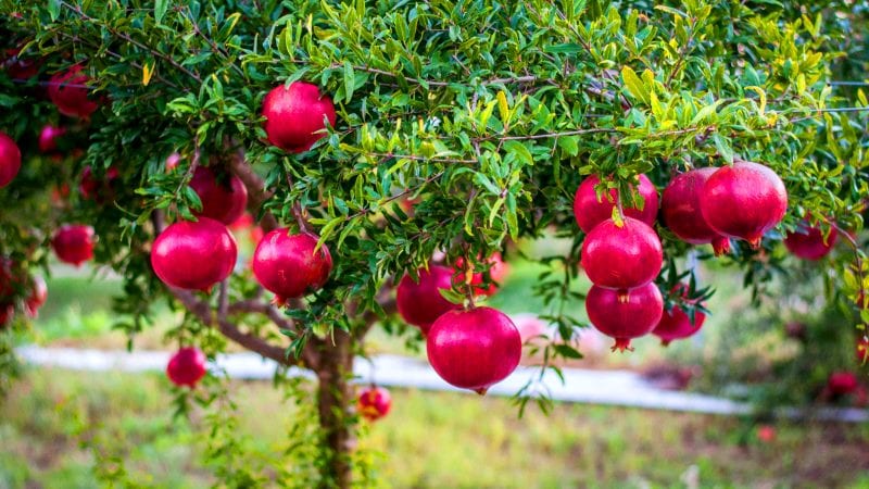 Was ist Granatapfel, ist es Zitrus oder nicht?