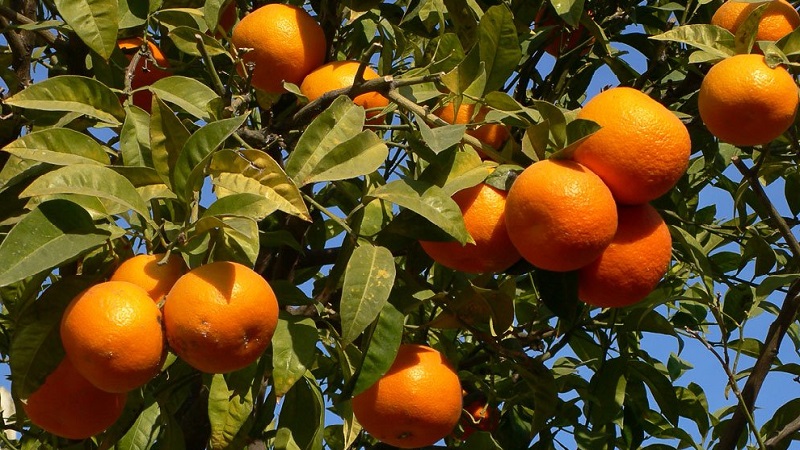 What is mandarin: where is it from, how and where it grows