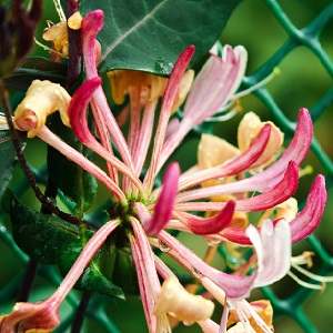 Dekorative Sorte Geißblatt Caprifol