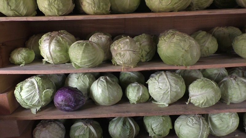 Bewährte Möglichkeiten, Frühkohl bis zum Frühjahr zu lagern