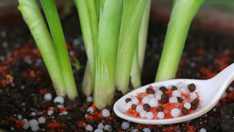 Wählen Sie im Frühjahr ein Zwiebel-Dressing und wenden Sie es richtig an, um eine reichhaltige Ernte zu erzielen