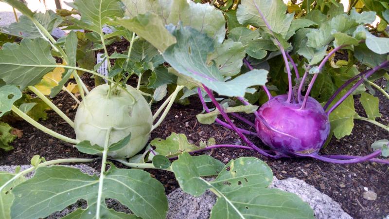 Wie heißt der Kohl, der wie eine Rübe aussieht?