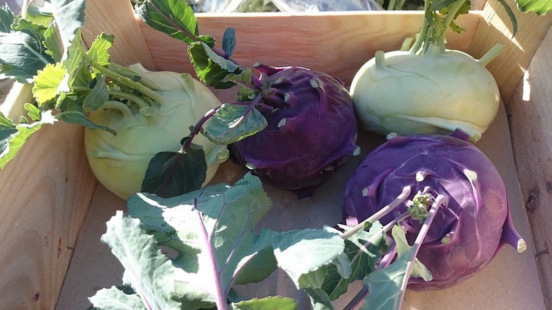 Wie heißt der Kohl, der wie eine Rübe aussieht?