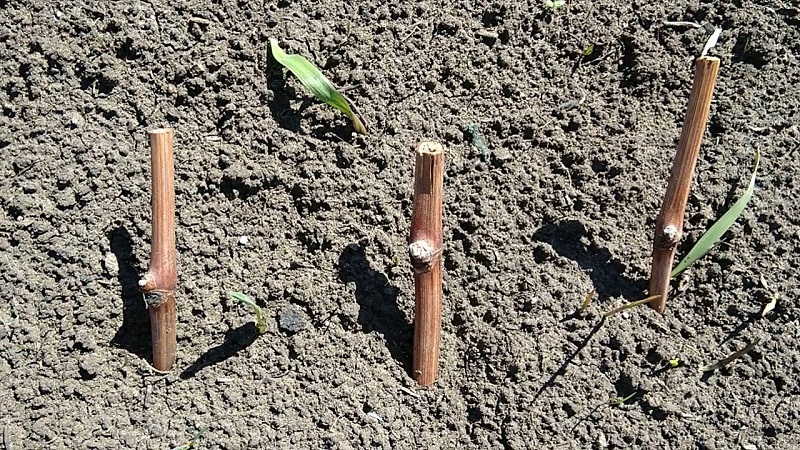 Wie man im Herbst Trauben mit Stecklingen pflanzt