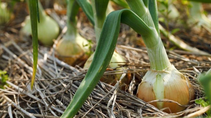 Detaillierte Anleitung: Wie man Zwiebeln von A bis Z züchtet