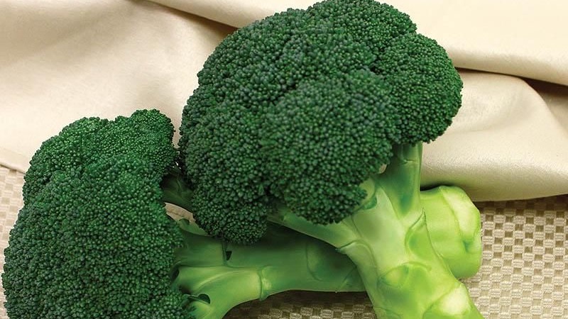 Broccoli Green Magic F1: Beschreibung, Kultivierungsmerkmale, Bewertungen