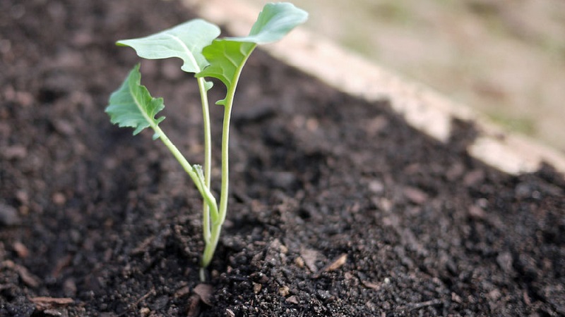 Broccoli Green Magic F1: Beschreibung, Kultivierungsmerkmale, Bewertungen