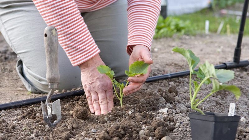 Brokkoli im Freien in Sibirien anbauen und pflegen