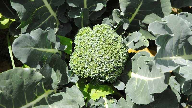 Broccoli Green Magic F1: Beschreibung, Kultivierungsmerkmale, Bewertungen