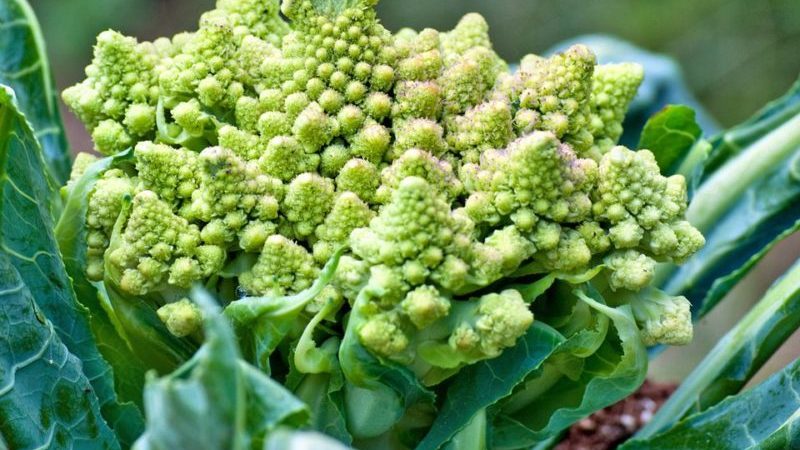 Warum ist Romanesco-Kohl nützlich, wie er auf dem Foto aussieht, ist es schwierig, ihn anzubauen und wie man ihn kocht?