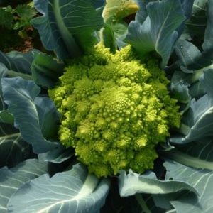 Warum ist Romanesco-Kohl nützlich, wie er auf dem Foto aussieht, ist es schwierig, ihn anzubauen und wie man ihn kocht?