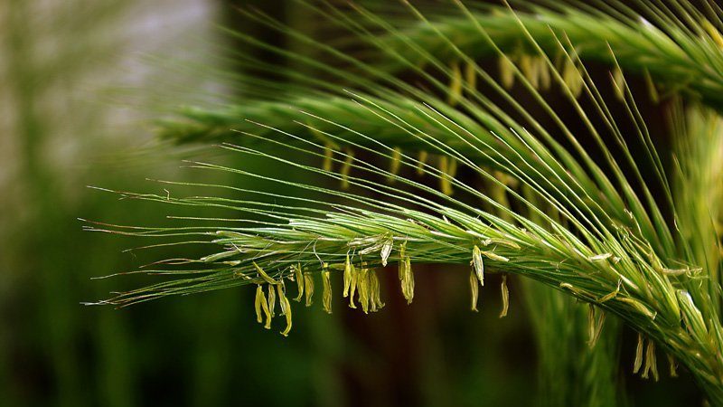 Richtige Fütterung von Winterweizen im Frühjahr: Düngemittel und deren Aufwandmenge