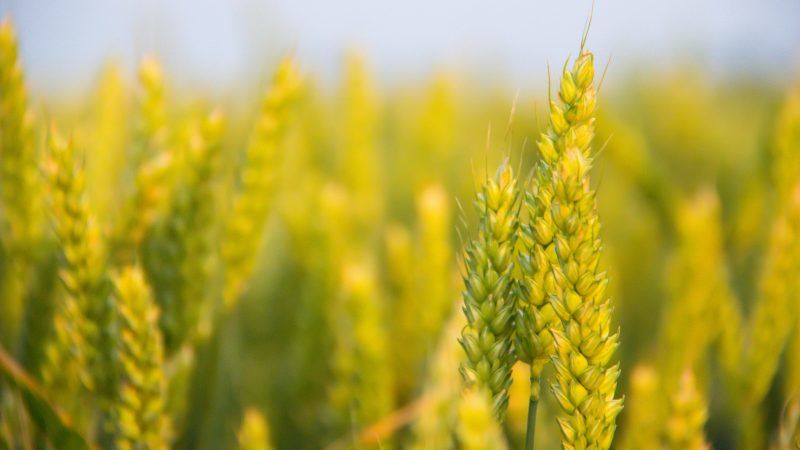 Wie und warum Harnstoff nach der Weizenblüte verwenden