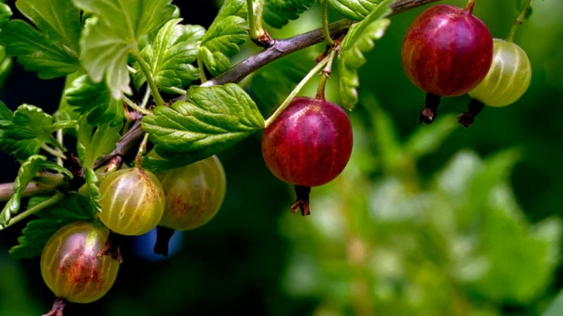 Stachelbeere ist eine Beere oder Frucht, wie sie aussieht, wo sie wächst und wie sie anders heißt