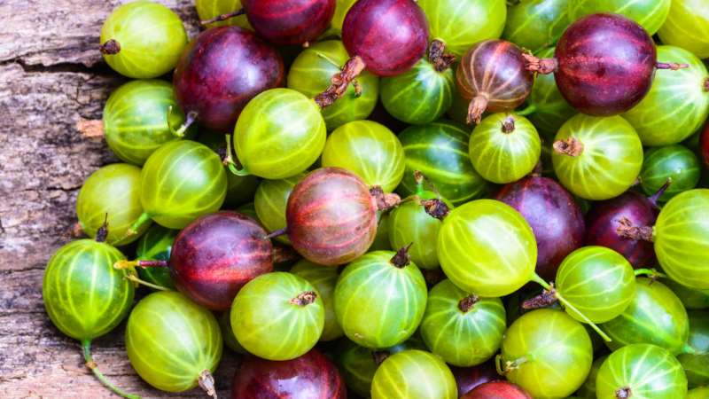 Stachelbeere ist eine Beere oder Frucht, wie sie aussieht, wo sie wächst und wie sie anders heißt