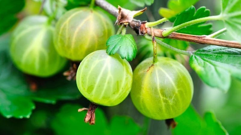 Stachelbeere ist eine Beere oder Frucht, wie sie aussieht, wo sie wächst und wie sie anders heißt