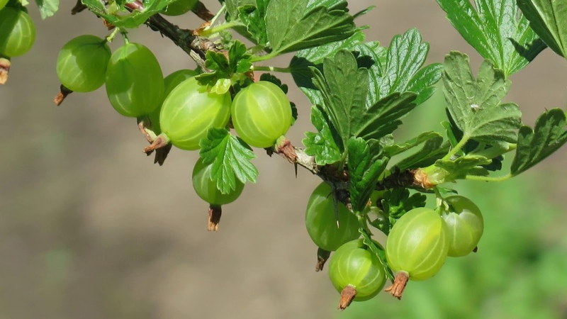 Stachelbeere ist eine Beere oder Frucht, wie sie aussieht, wo sie wächst und wie sie anders heißt