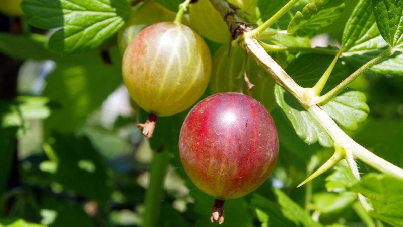 Medizinische Eigenschaften und Kontraindikationen von Stachelbeeren und Blättern